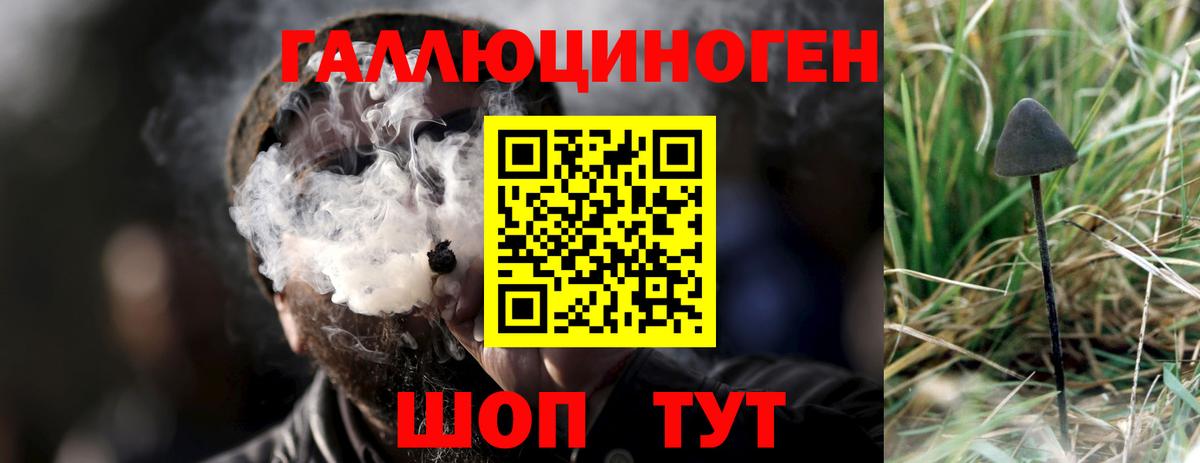 Псилоцибиновые грибы Psilocybe Чапаевск